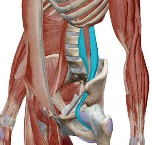 Lezione di Meccanica-Anatomica – OG: