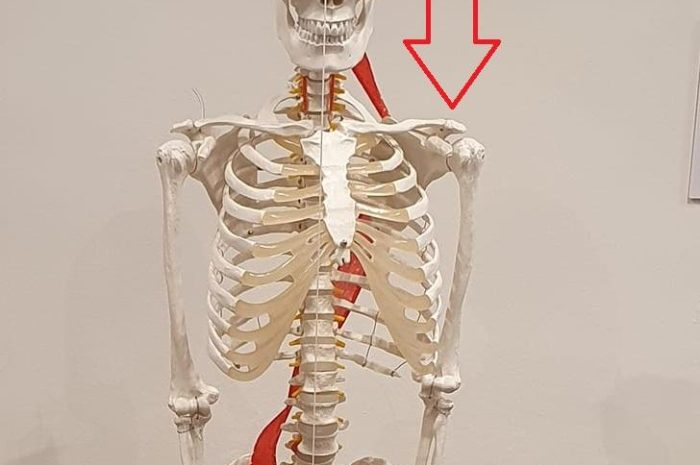 Le catene muscolari che portano al crollo meccanico abituale nel caso di cedimento del cranio da un lato – una scoperta rivoluzionaria!