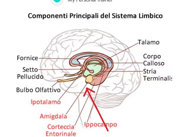 Ruolo del DMA nel processo di elaborazione della realtà e delle decisioni: base del cranio e amigdala..
